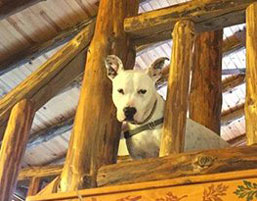 Pet-Friendly Cabin Rentals - Photo of a dog in the upstairs loft at the Possum Lodge Cabin.